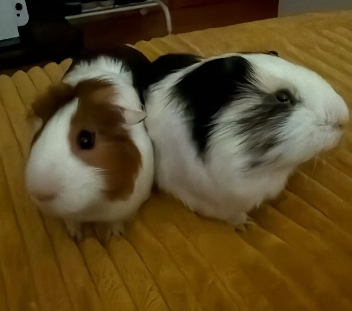 Guinea Pigs (Free adoption)