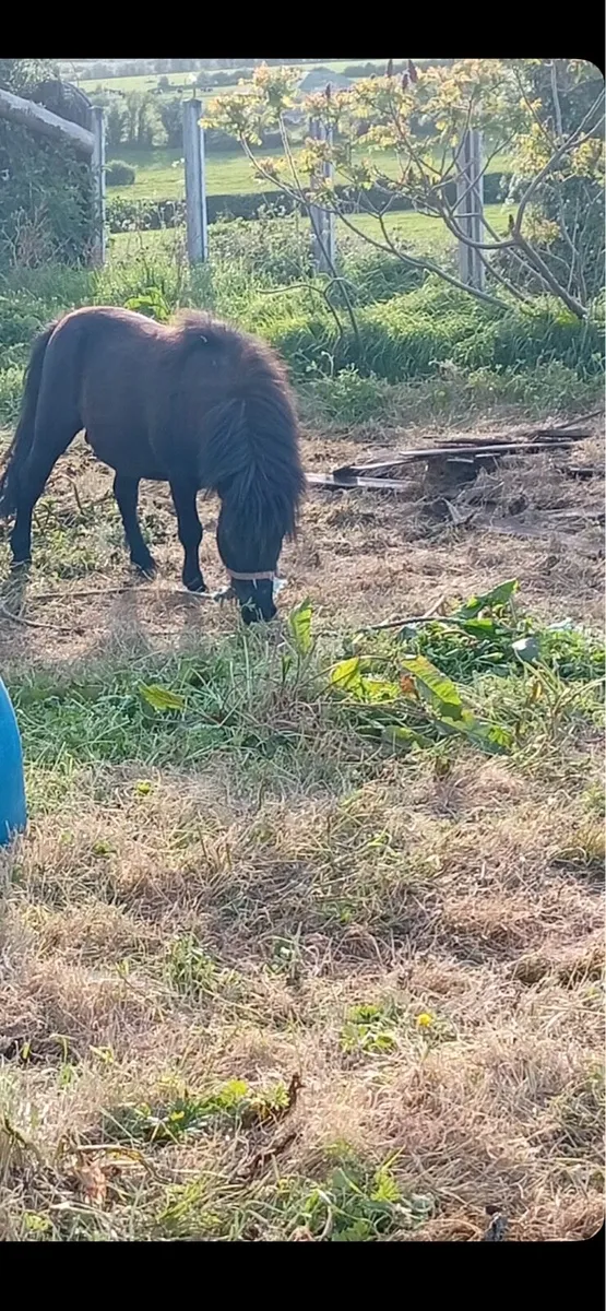 Teaser pony