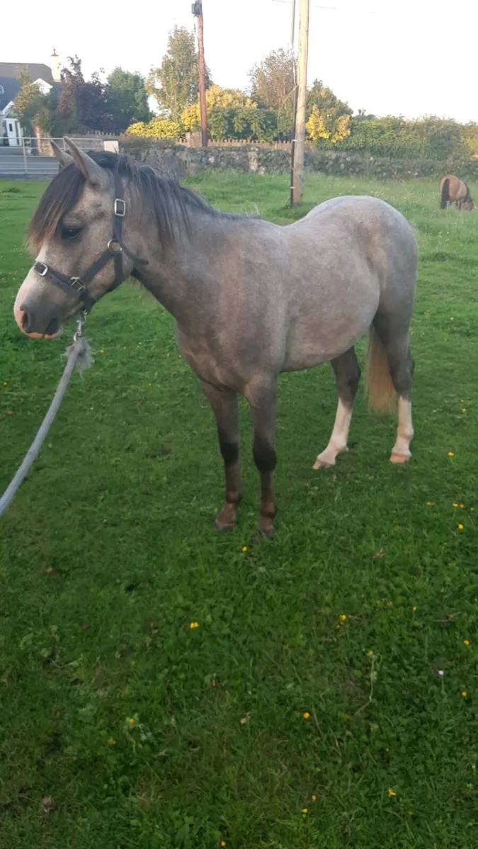 Show type 12.1 pony - Image 1