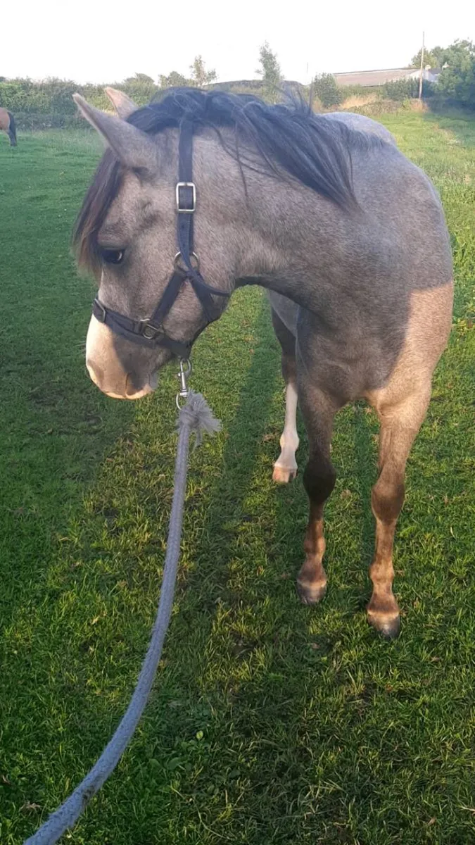 Show type 12.1 pony - Image 2