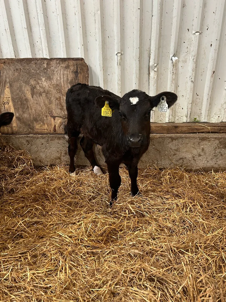 Calves