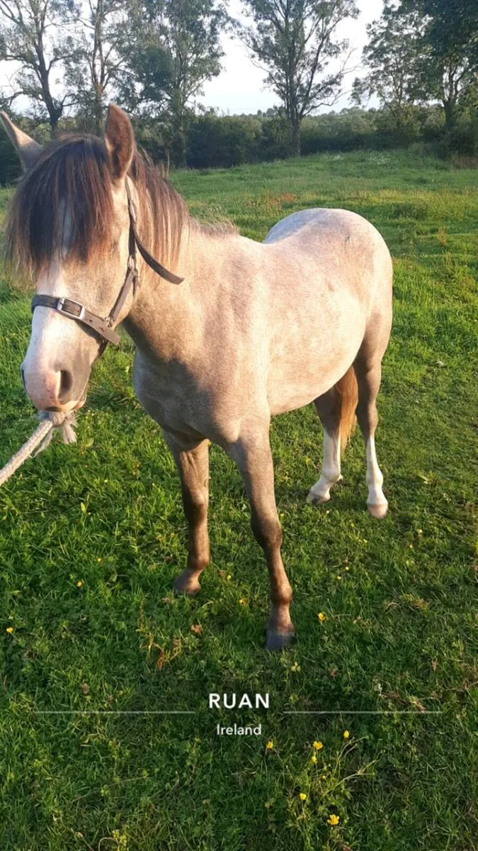 Show type 12.1 pony - Image 3