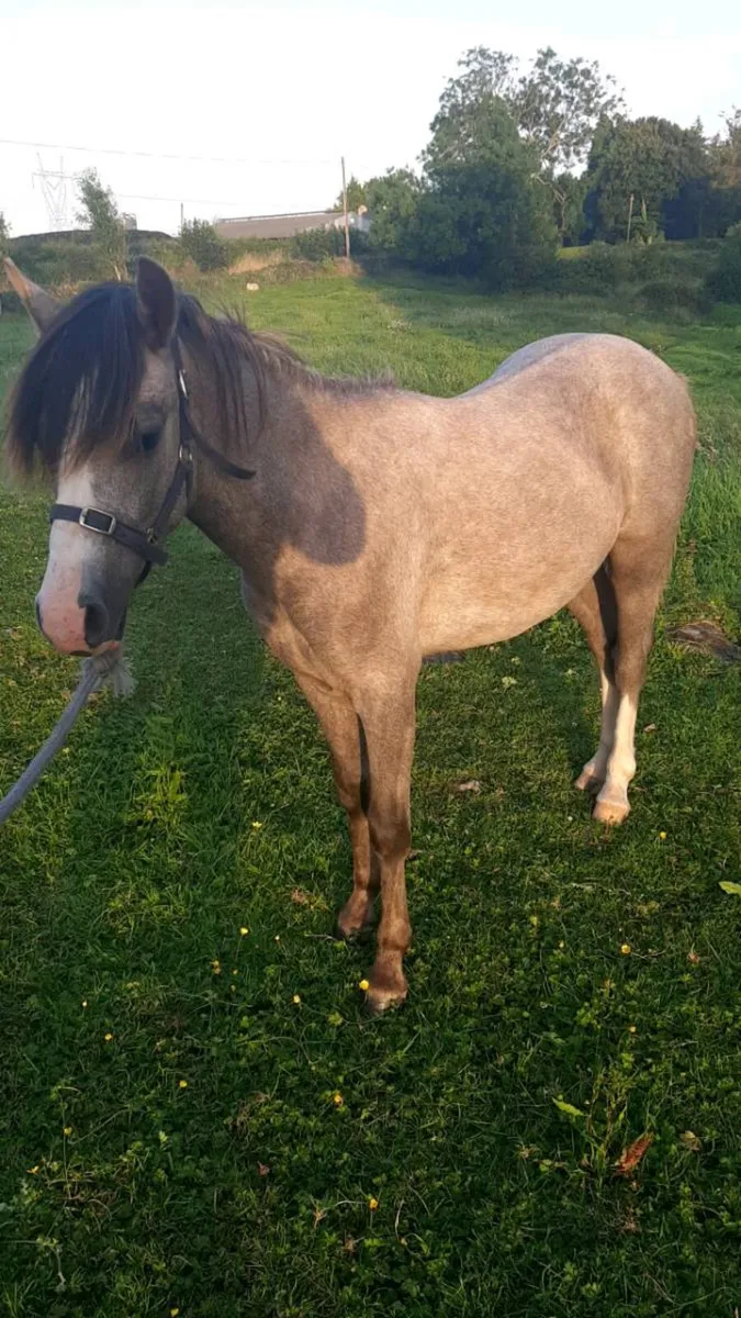 Show type 12.1 pony - Image 4