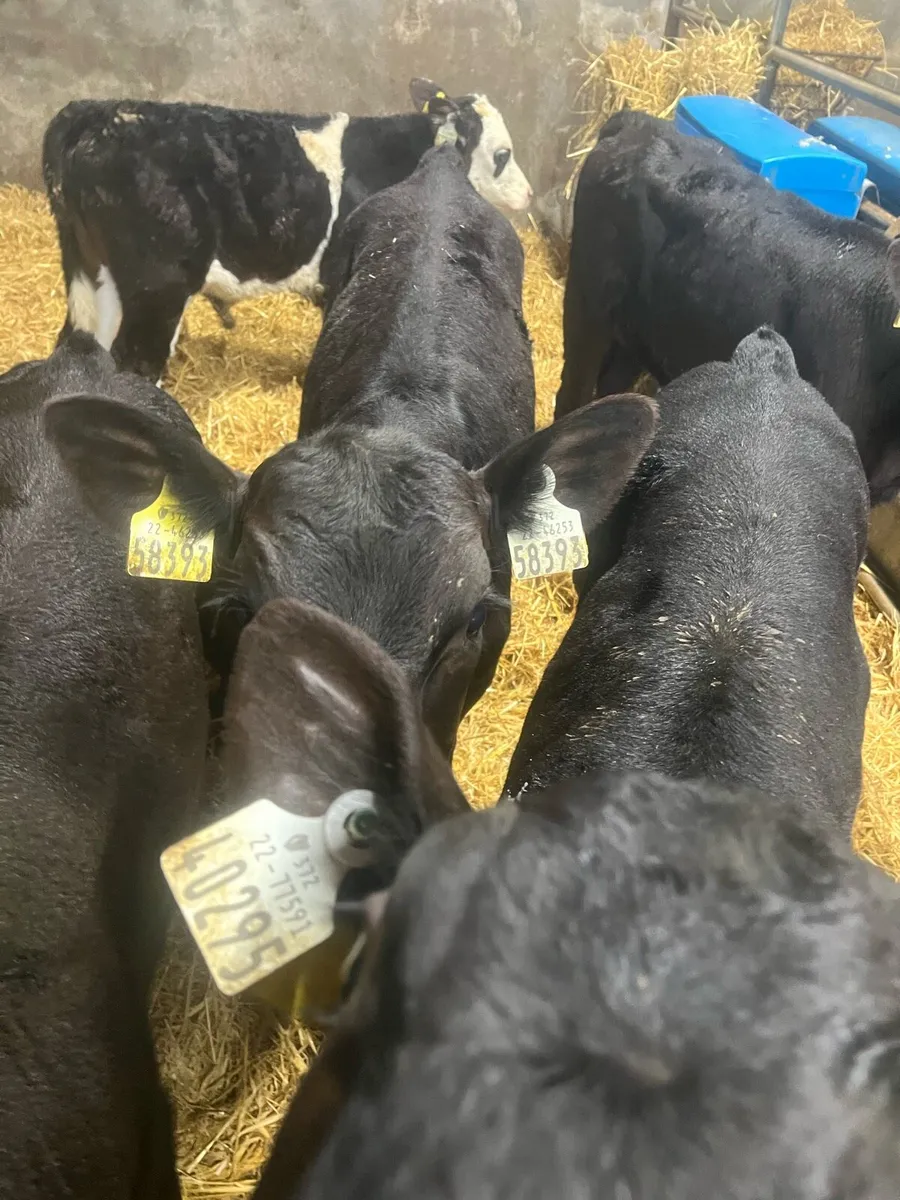 3 months old AA bull calfs for sale - Image 2