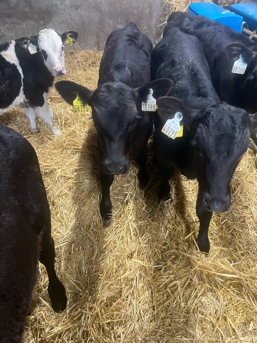 3 months old AA bull calfs for sale - Image 3