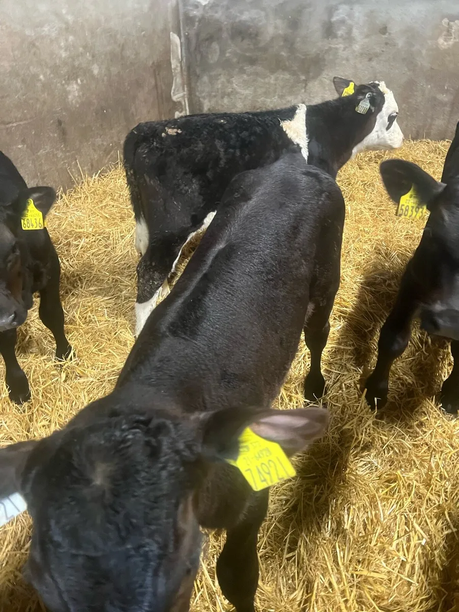 3 months old AA bull calfs for sale - Image 1