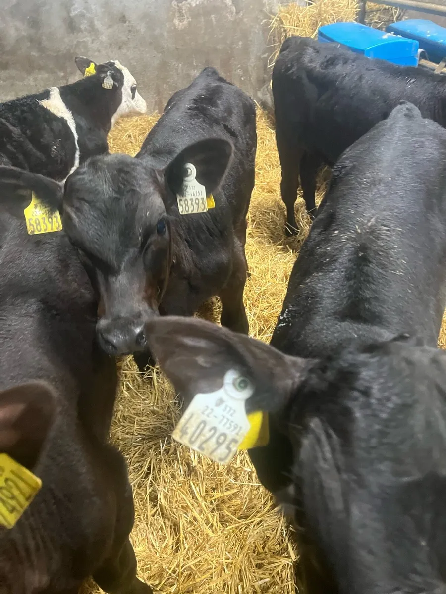 3 months old AA bull calfs for sale - Image 4