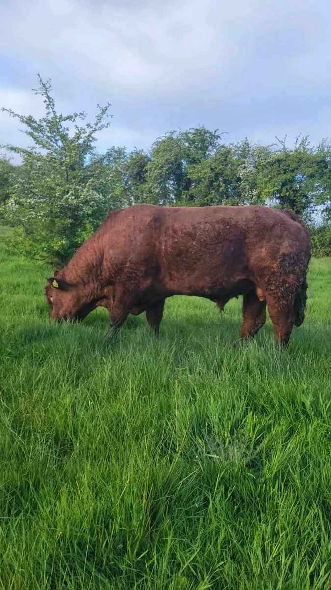 Saler Bull - Image 3