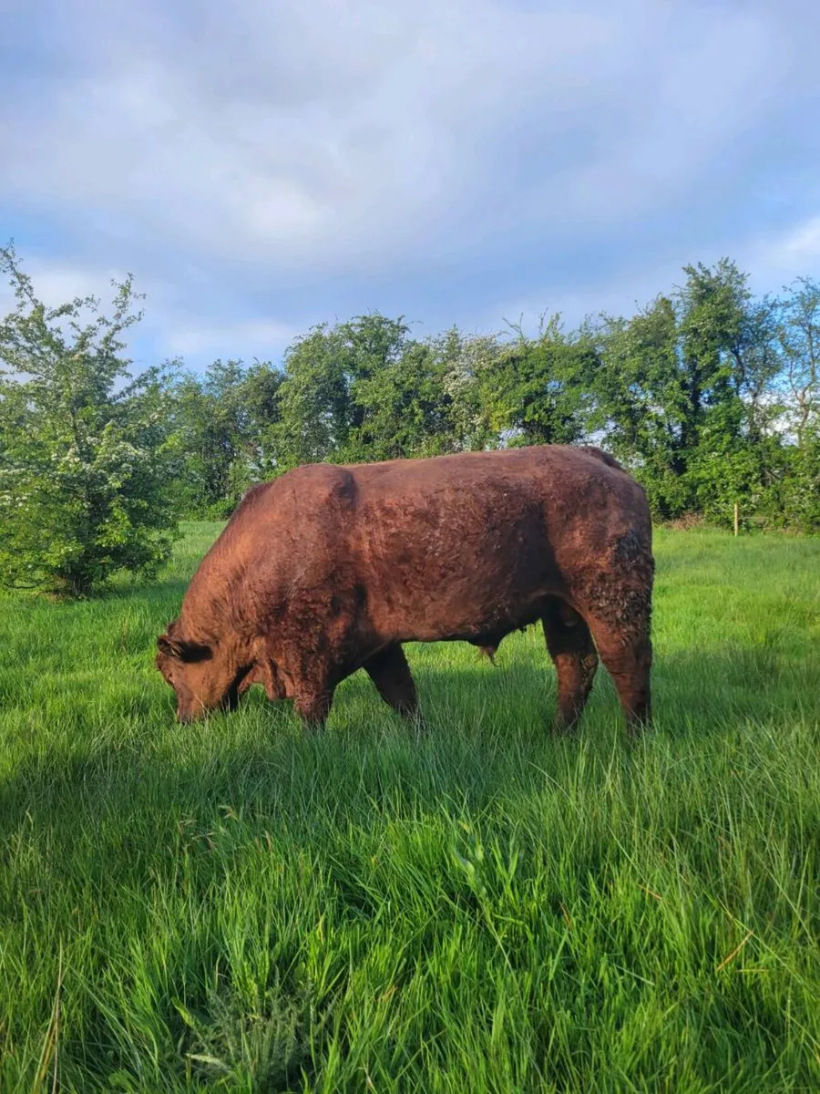 Saler Bull - Image 1