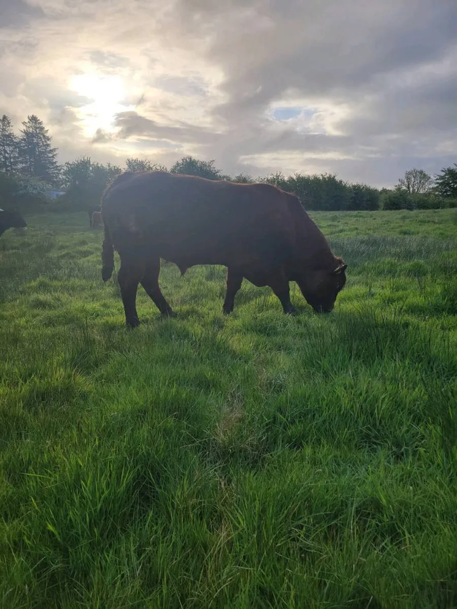 Saler Bull - Image 2