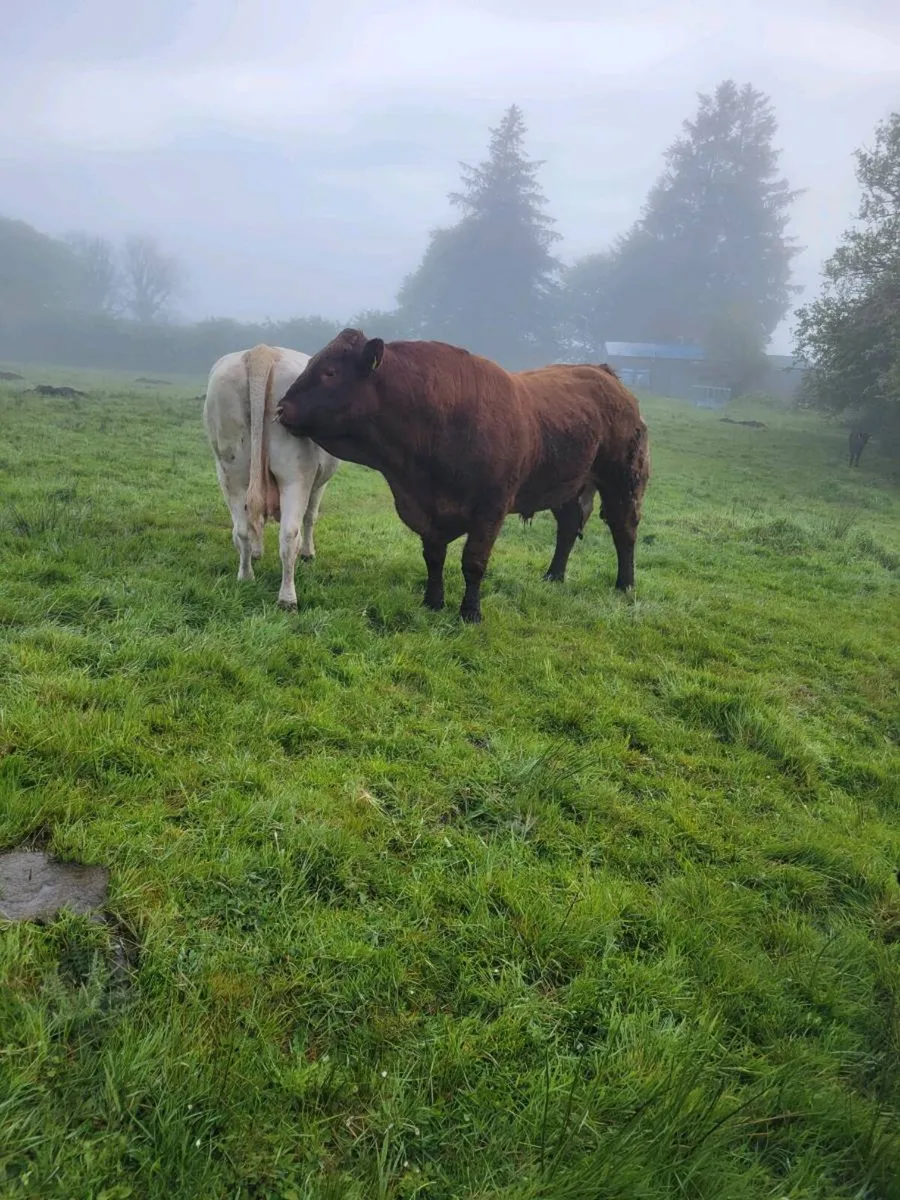 Saler Bull - Image 4
