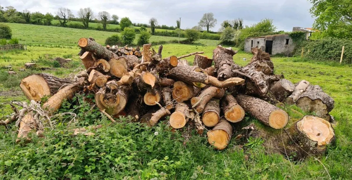 Timber - Image 2