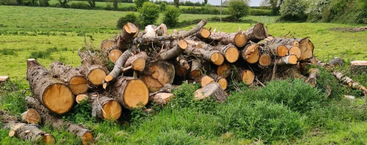 Timber - Image 1