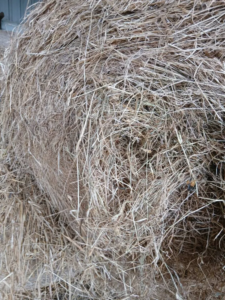 Round bales of Hay - Image 1