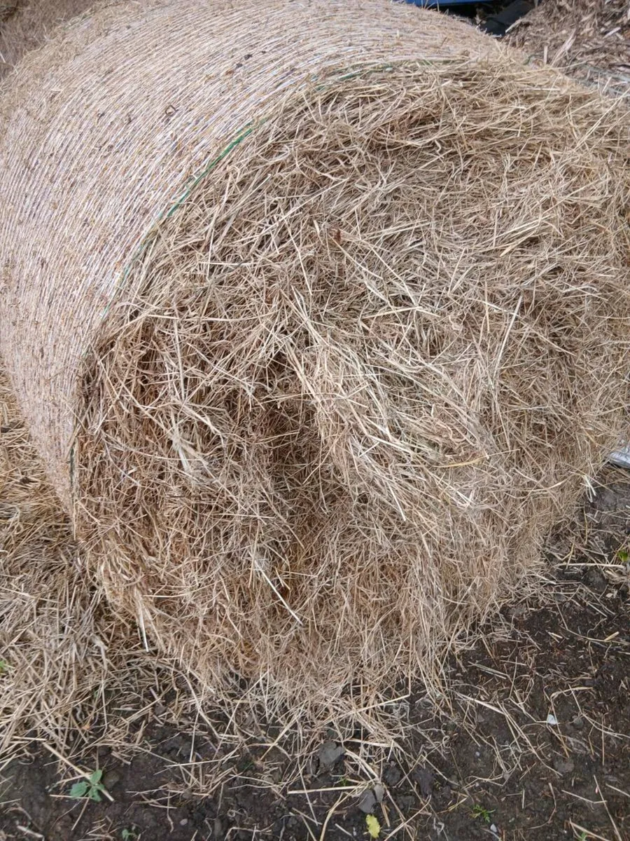 Round bales of Hay - Image 2
