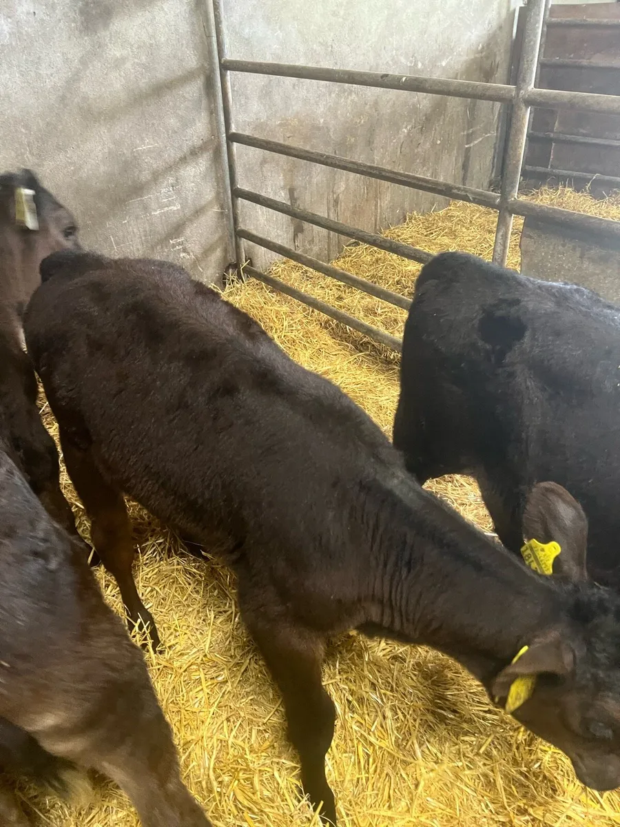 3 months old heifer runners for sale - Image 2