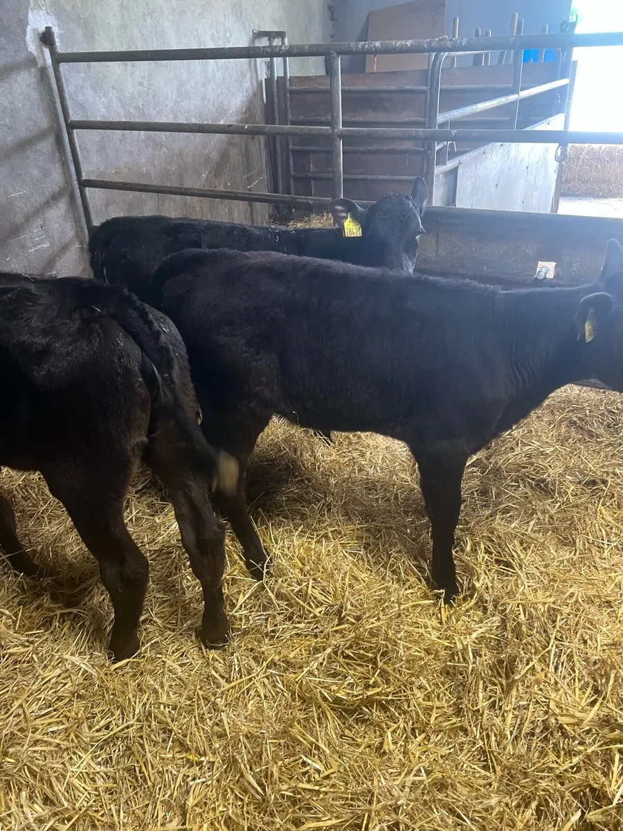 3 months old heifer runners for sale - Image 3