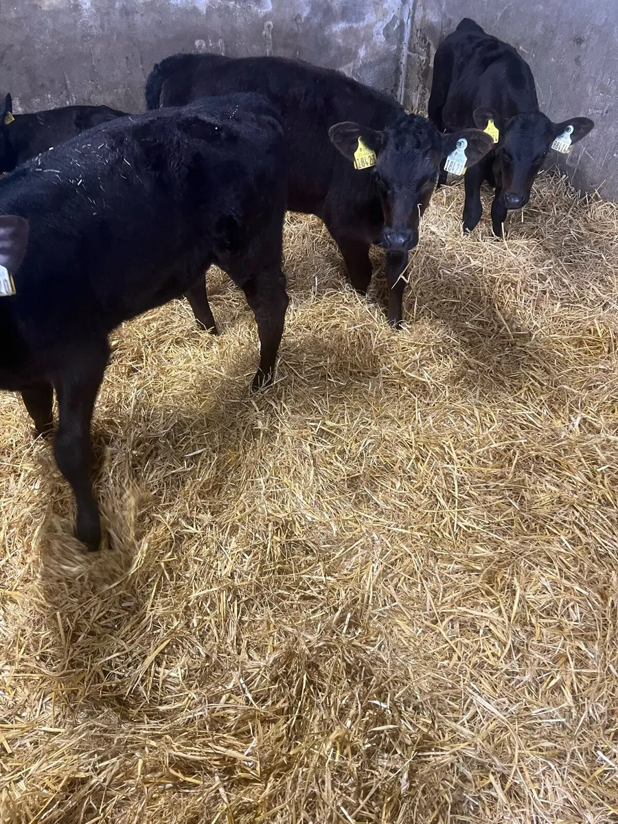 3 months old heifer runners for sale - Image 4