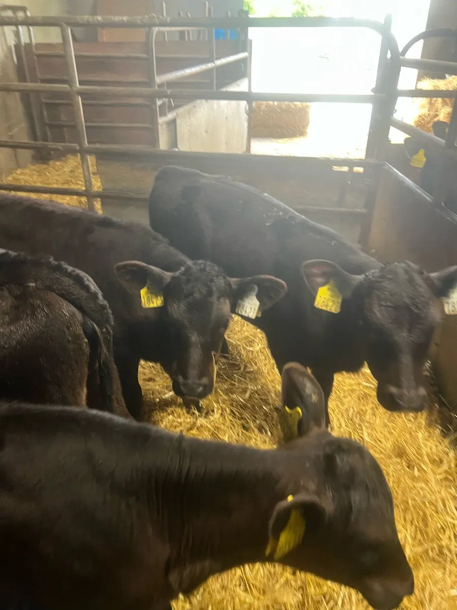 3 months old heifer runners for sale - Image 1