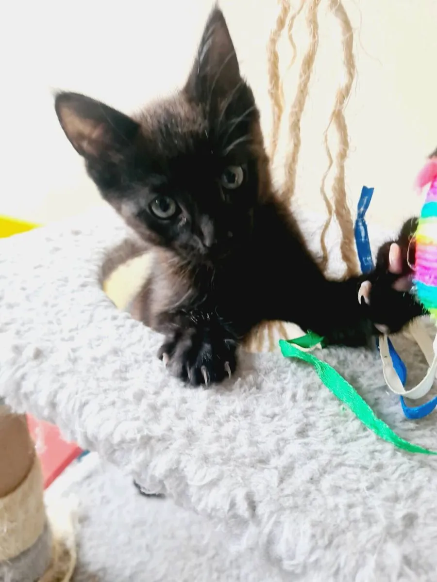 Kittens - Image 1