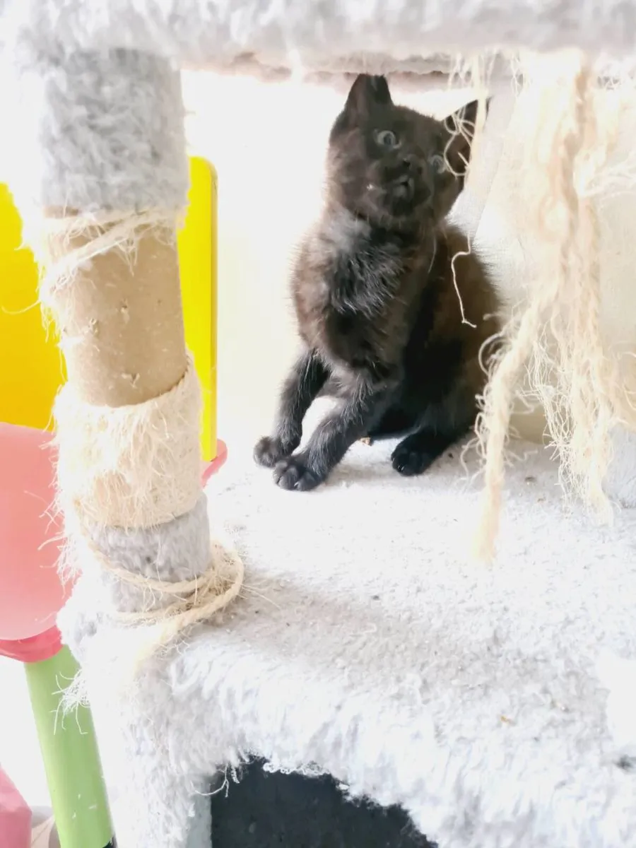 Kittens - Image 2