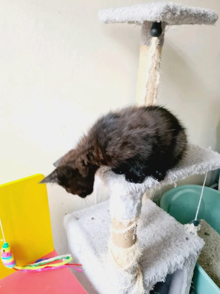 Kittens - Image 4