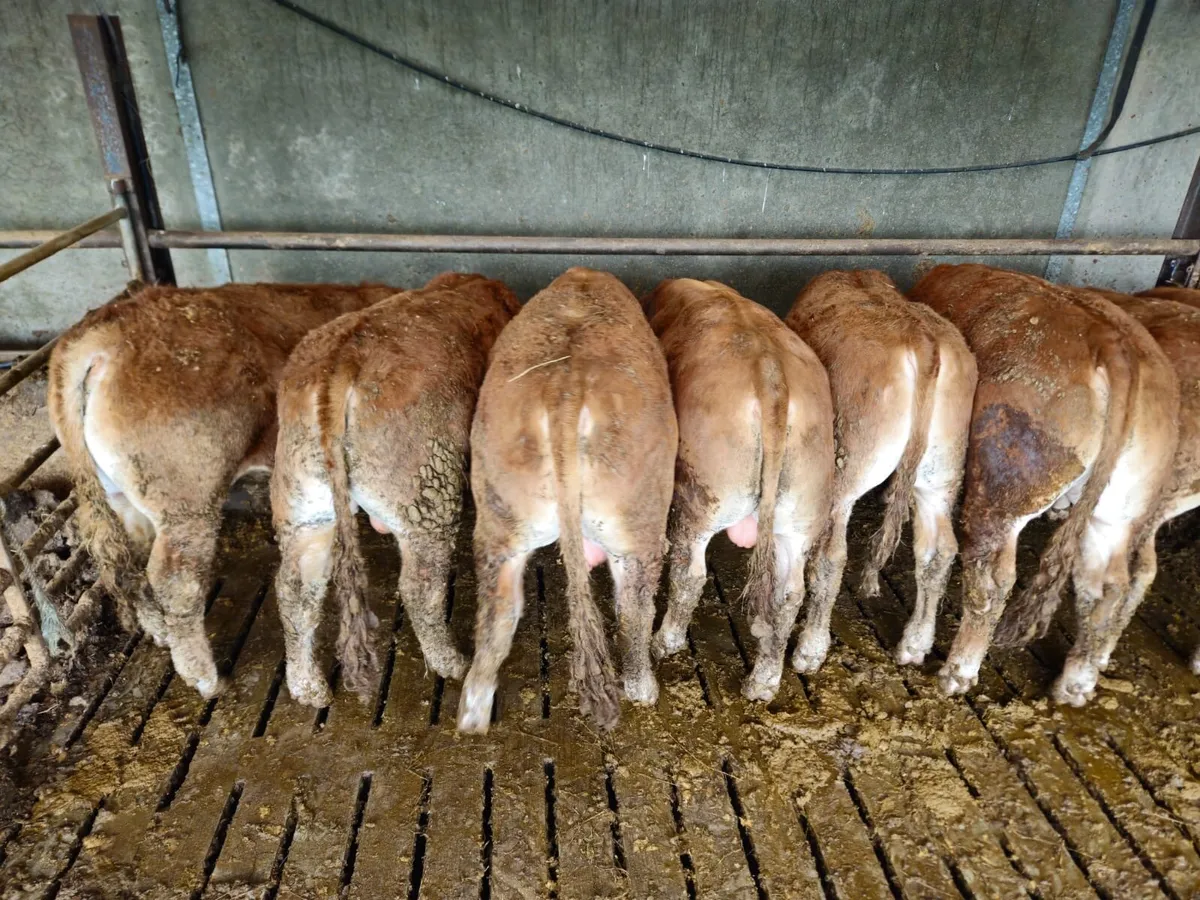 Gort Mart: Thursday 21st May: General sale - Image 4