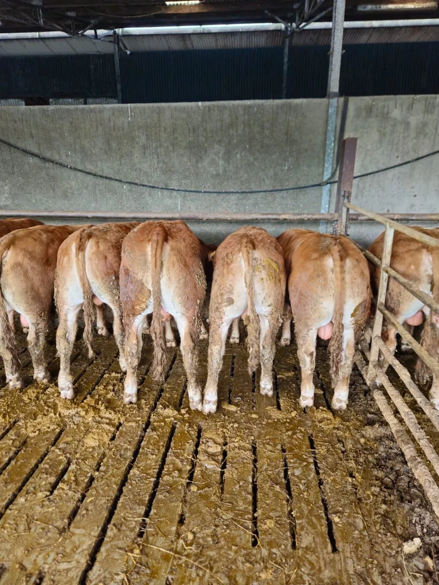 Gort Mart: Thursday 21st May: General sale - Image 2