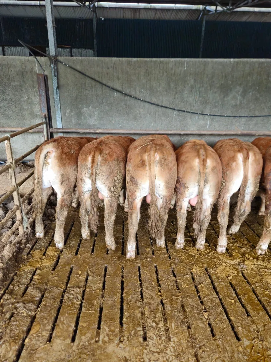 Gort Mart: Thursday 21st May: General sale - Image 3