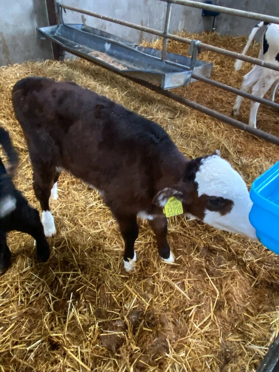 Calves For Sale - Image 1