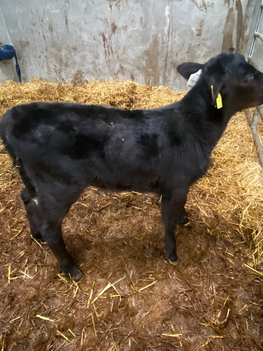 Calves For Sale - Image 3