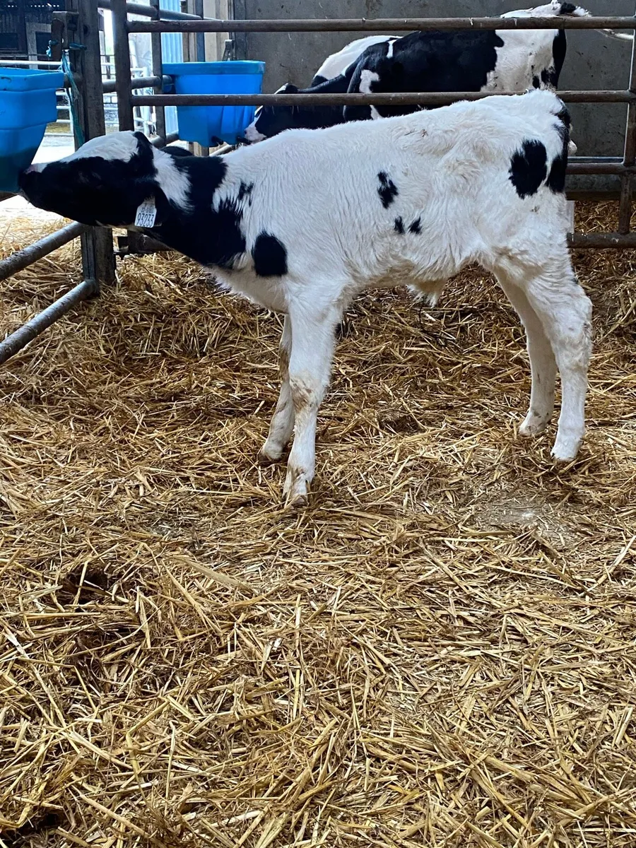 Calves For Sale - Image 4