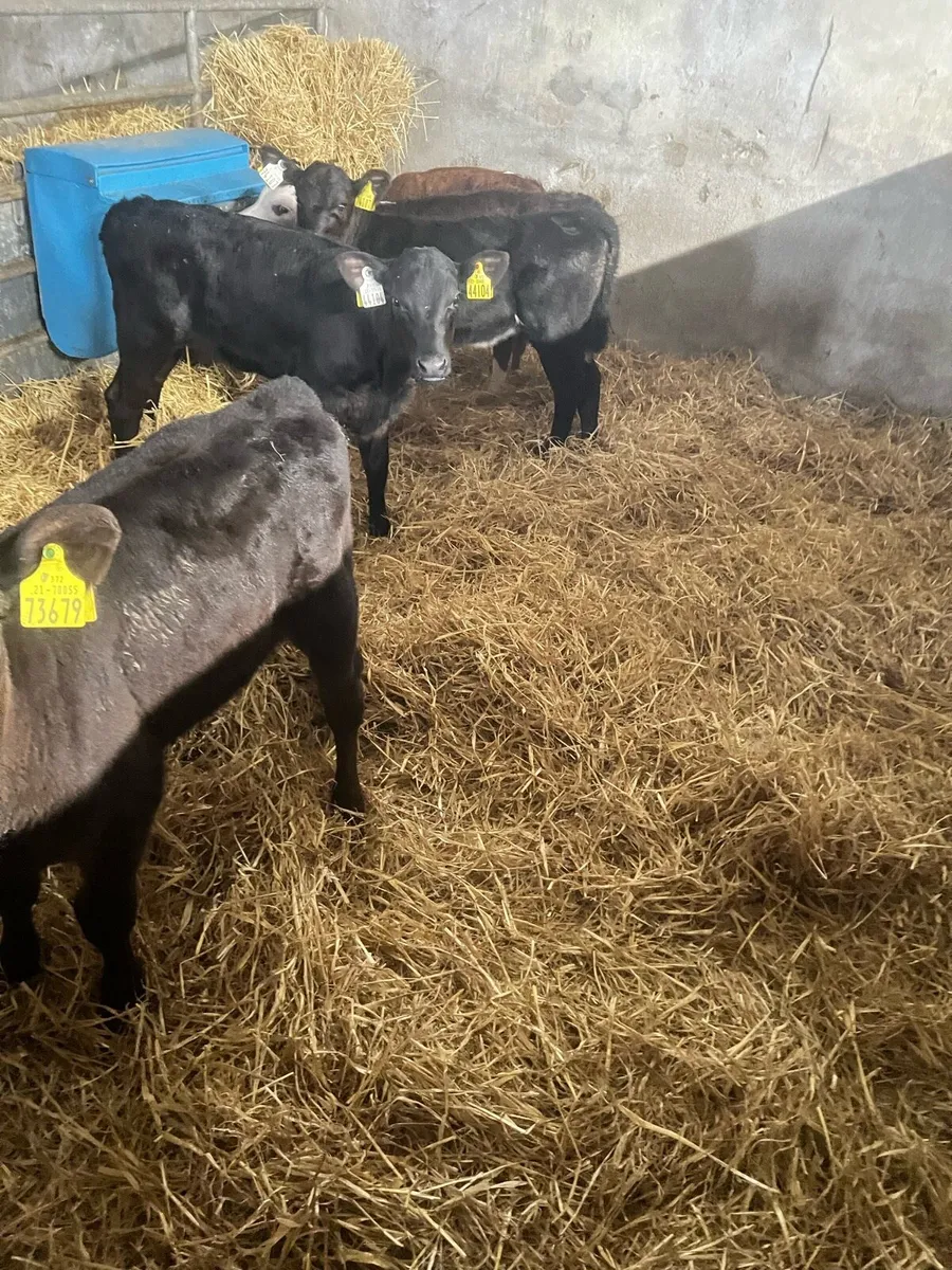 Suck calfs for sale - Image 4