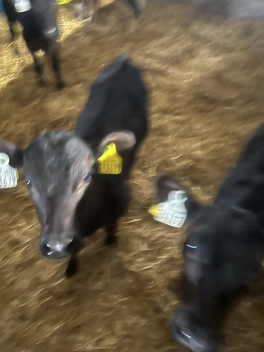 Suck calfs for sale - Image 1