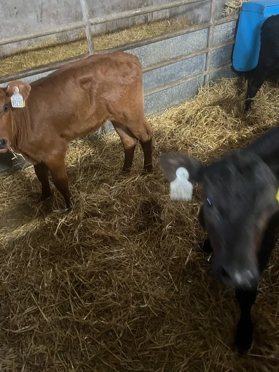 Suck calfs for sale - Image 2