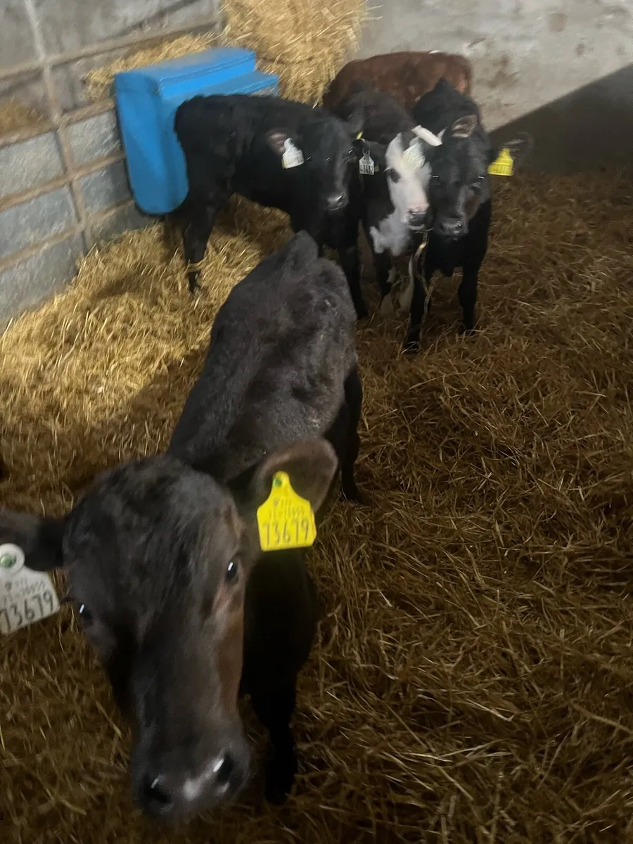 Suck calfs for sale - Image 3