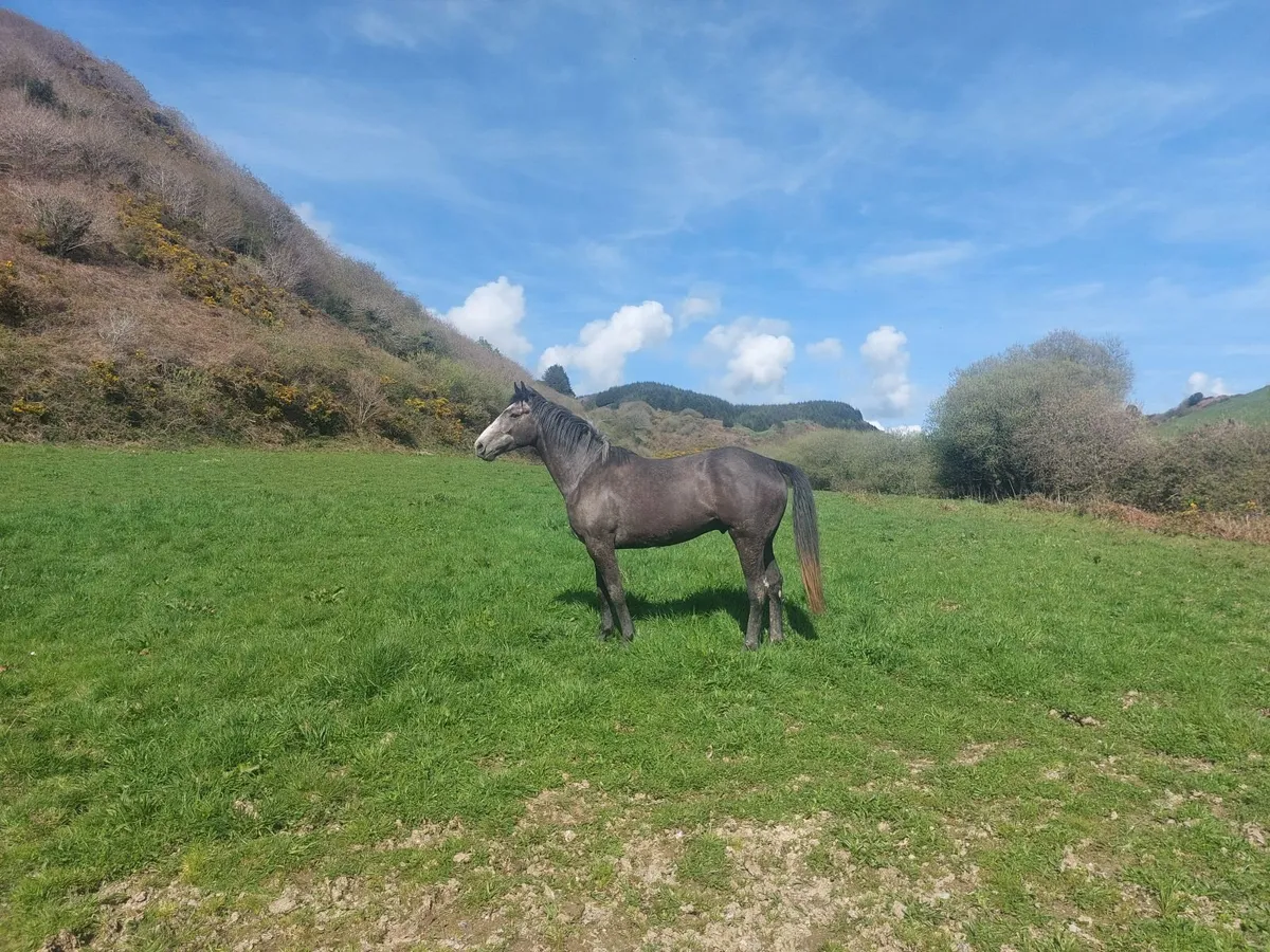 16.2 IRISH sports horses