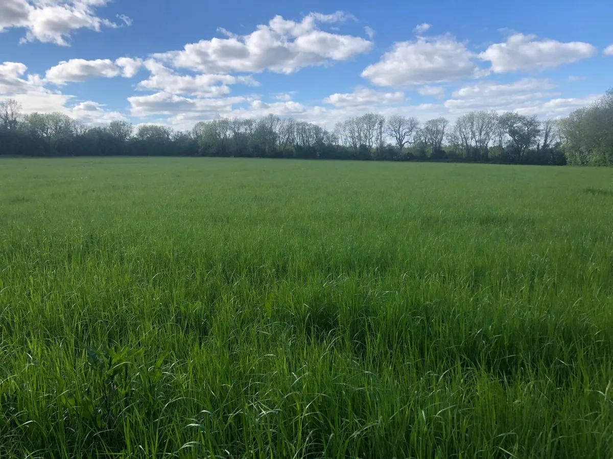Grass - Image 1