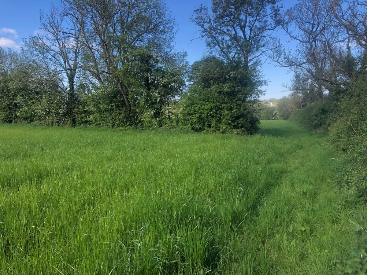 Grass - Image 2