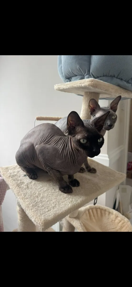 2 x Bonded male Sphynx cats - Image 1