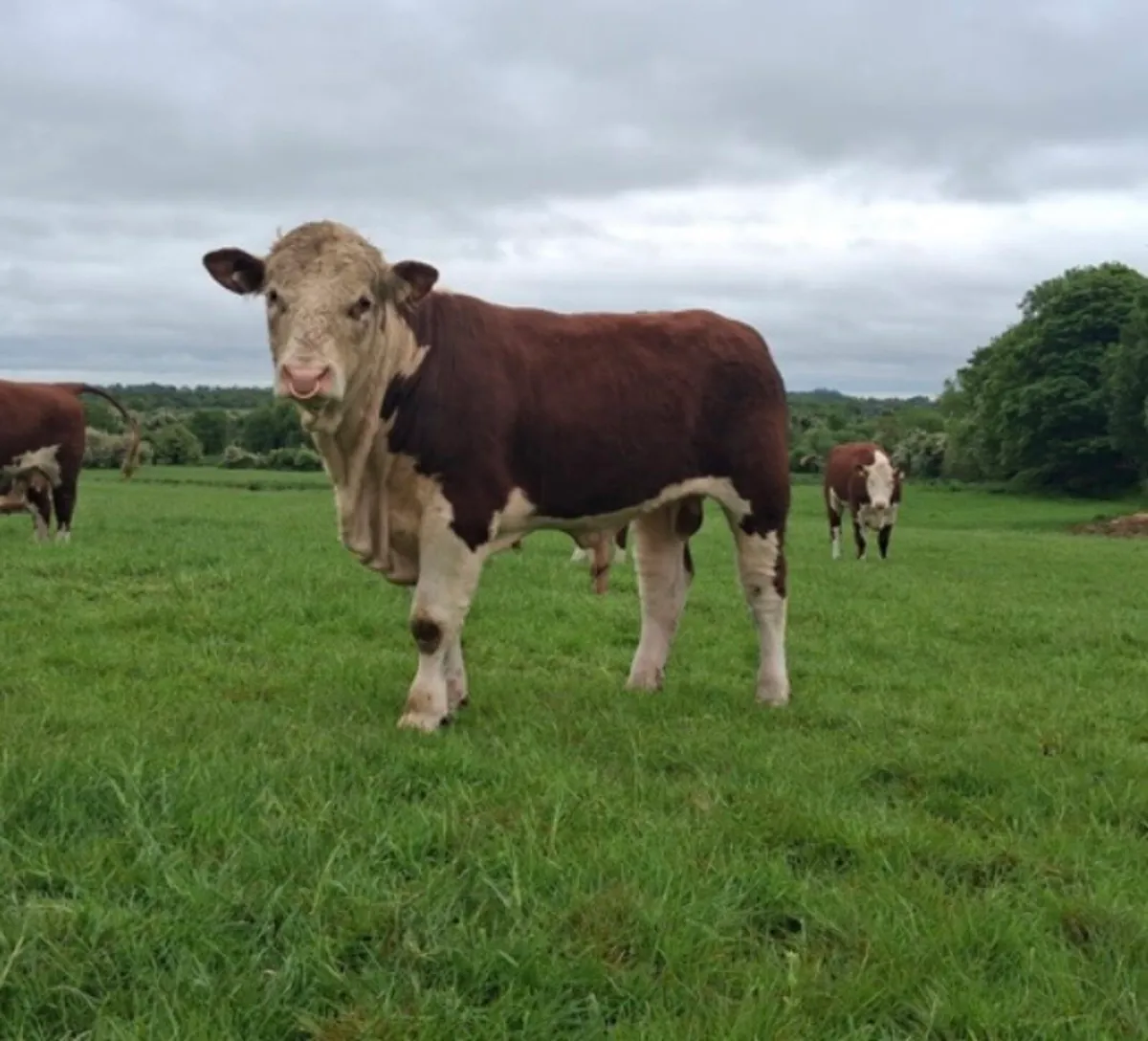 PBR Hereford Bull - Image 1