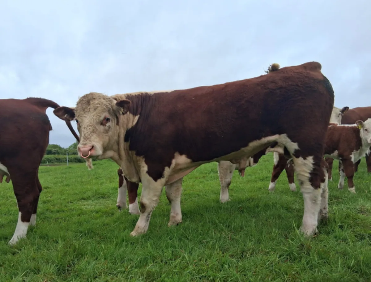 PBR Hereford Bull - Image 2