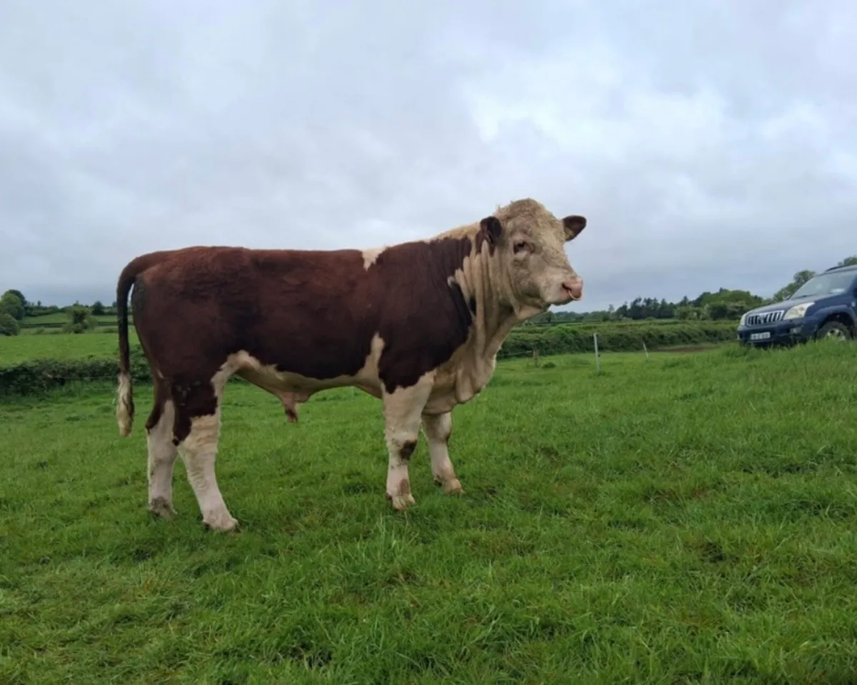 PBR Hereford Bull - Image 3