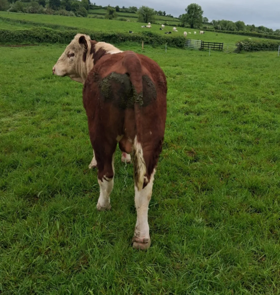 PBR Hereford Bull - Image 4