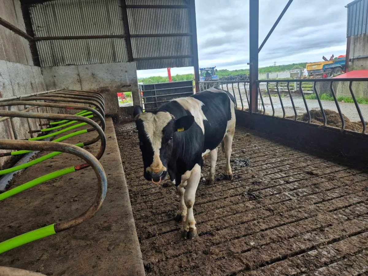 fr bull for sale - Image 2
