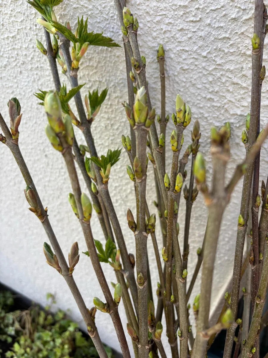 Bare root hedging and potted Hedging - Image 1