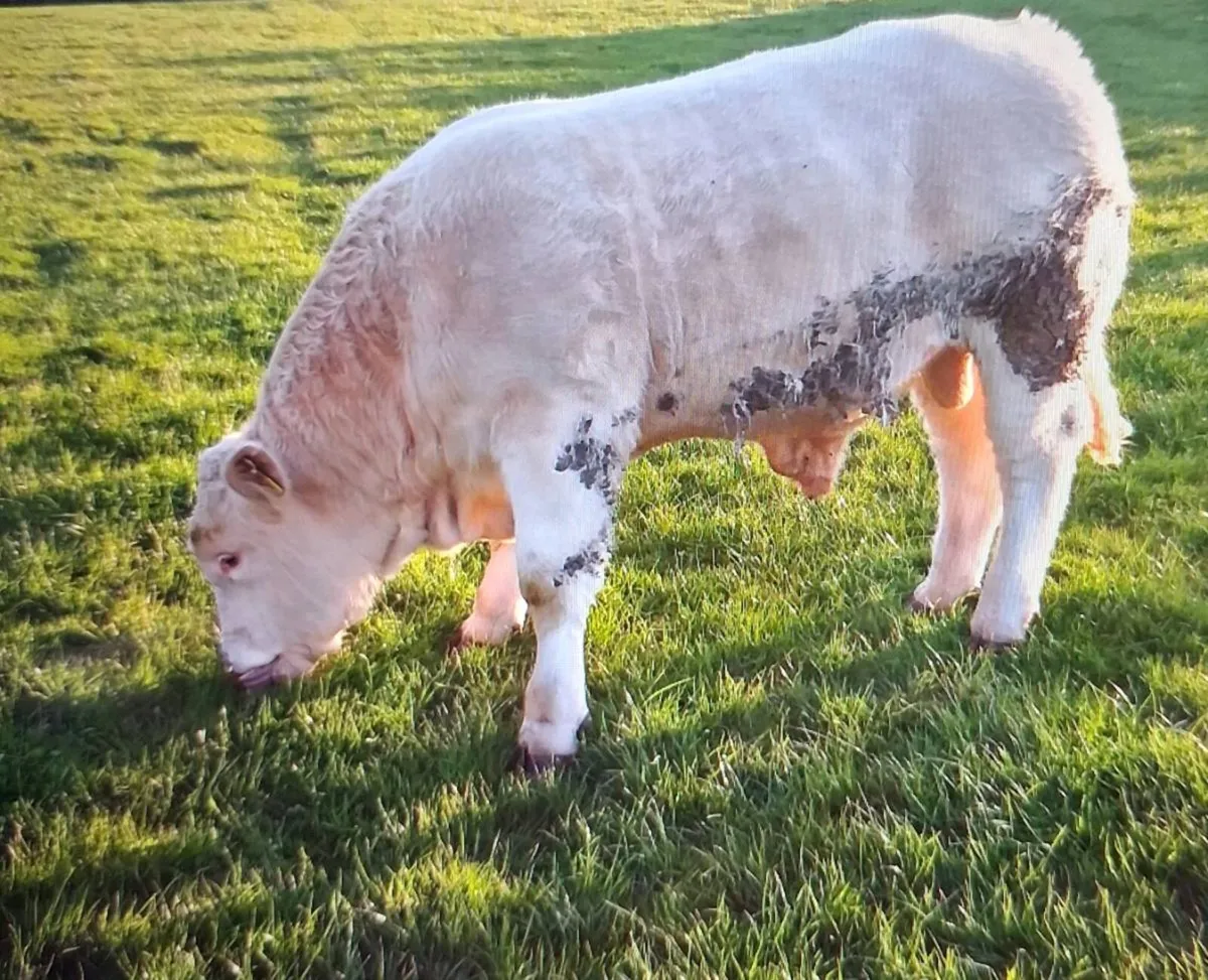 Young Purebred Registered Charolais Bulls