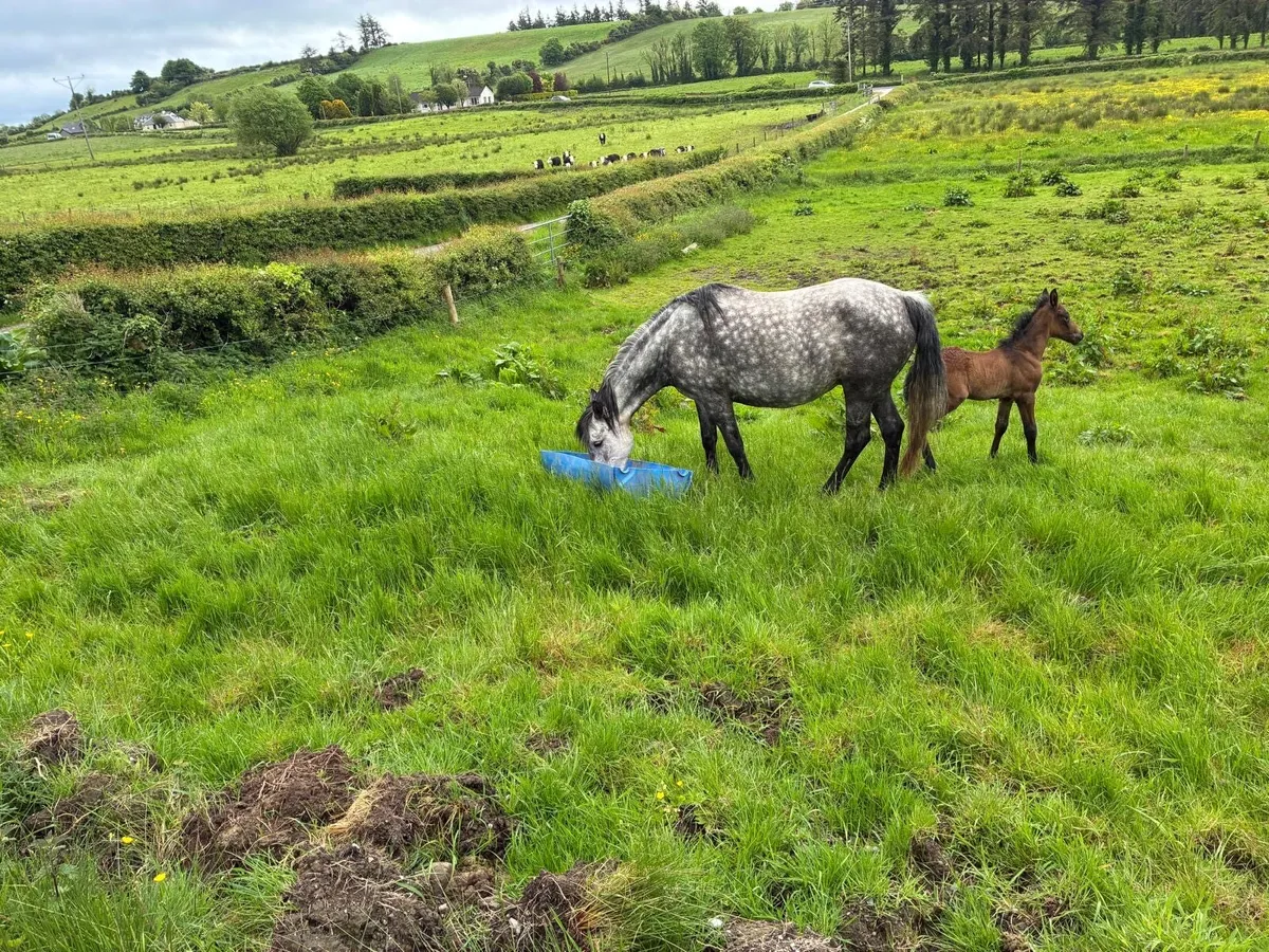 Connemara Mare & Colt Foal - Image 1