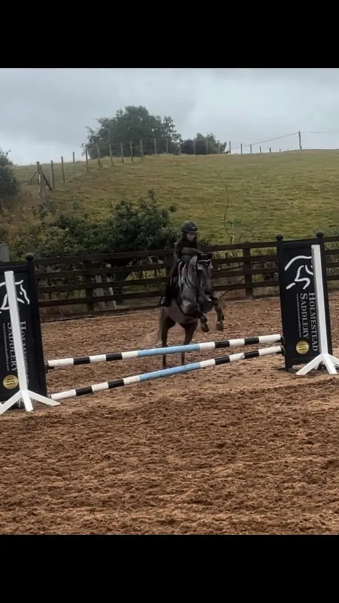 Grade A 12.2 Schoolmaster Pony for sale not horse - Image 3