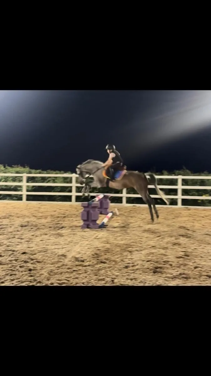Grade A 12.2 Schoolmaster Pony for sale not horse - Image 4